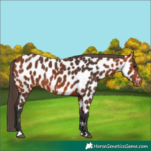 Horse Color:Bay Appaloosa