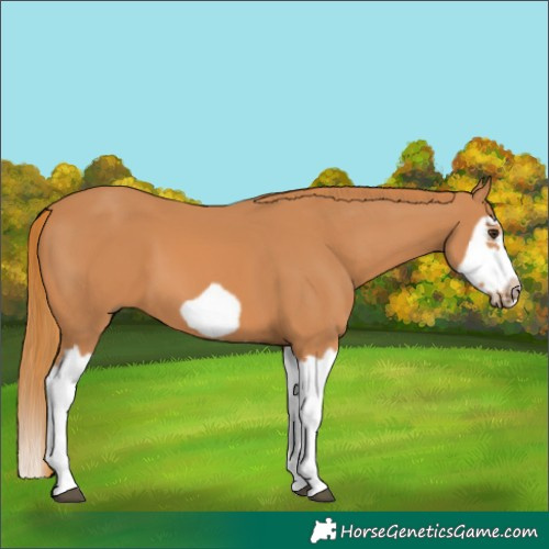 Horse Color:Chestnut Splash Frame 