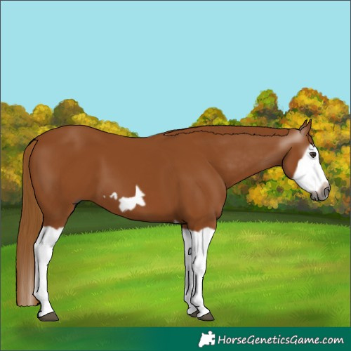 Horse Color:Gray Chestnut Splash Frame 