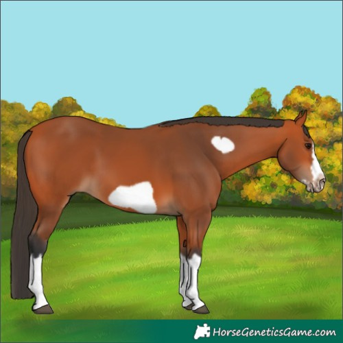 Horse Color:Bay Splash Frame 