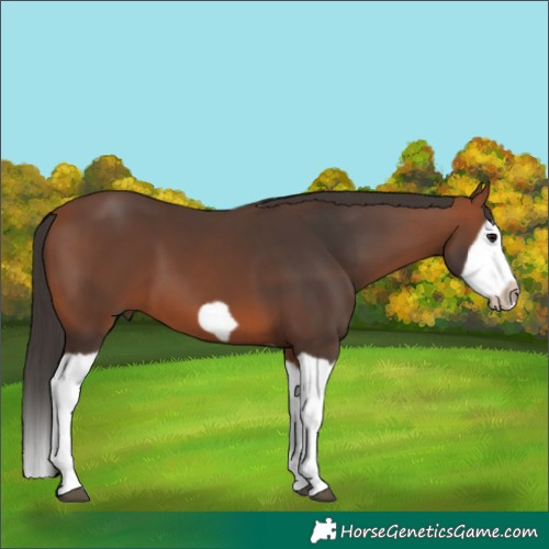 Horse Color:Bay Splash Frame 