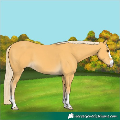 Horse Color:Palomino 