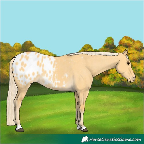 Horse Color:Palomino Dun Appaloosa