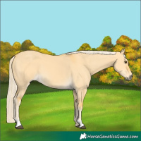 Horse Color:Palomino Dun