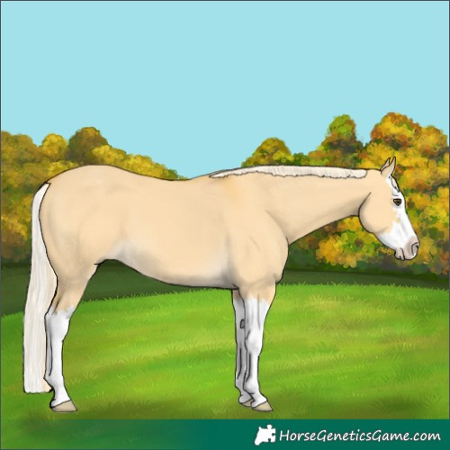 Horse Color:Palomino Dun Splash 