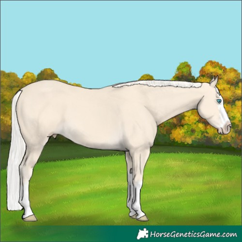 Horse Color:Cremello Splash 