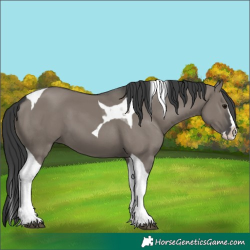 Horse Color:Grullo Splash Tobiano 