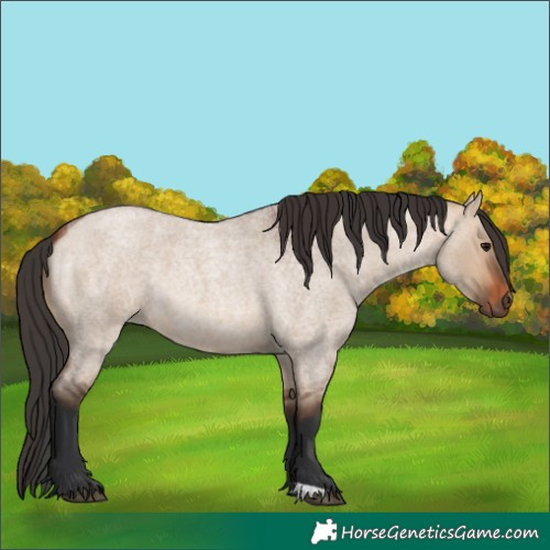 Horse Color:Bay Roan Dun 