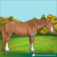 Horse Color:Chestnut 