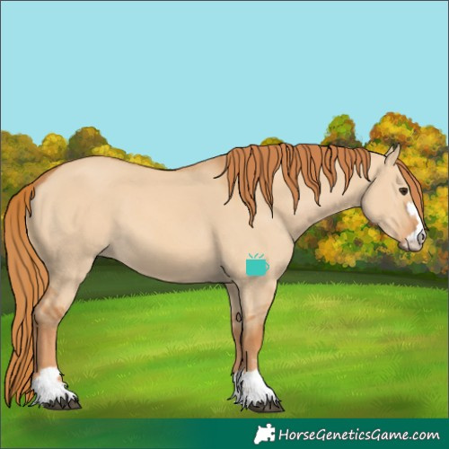 Horse Color:Red Dun