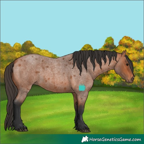 Horse Color:Bay Roan 