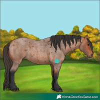 Horse Color:Bay Roan 