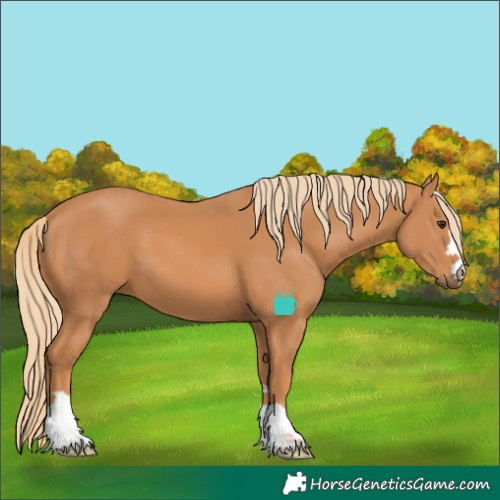 Horse Color:Chestnut 