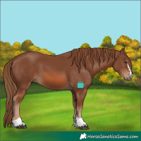Horse Color:Chestnut 