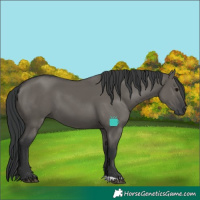 Horse Color:Grullo 
