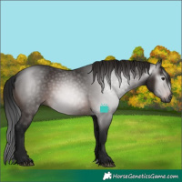 Horse Color:Gray Bay 