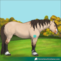 Horse Color:Bay Dun 