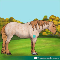 Horse Color:Red Roan 