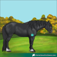 Horse Color:Black 