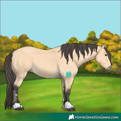 Horse Color:Buckskin