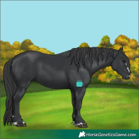 Horse Color:Black 