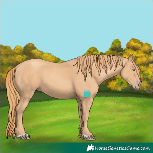 Horse Color:Gold Champagne 