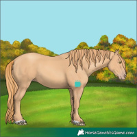 Horse Color:Gold Champagne 