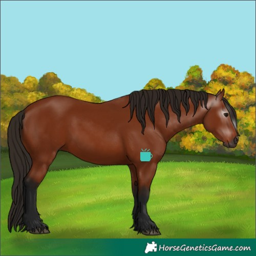 Horse Color:Gray Bay 