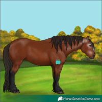 Horse Color:Gray Bay 