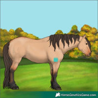 Horse Color:Bay Dun