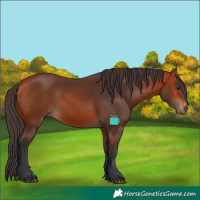 Horse Color:Bay Frame 