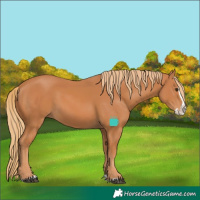 Horse Color:Chestnut Splash 