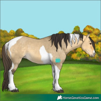 Horse Color:Buckskin Dun Tobiano