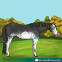 Horse Color:White Spotted Black
