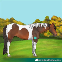 Horse Color:Bay Tobiano 