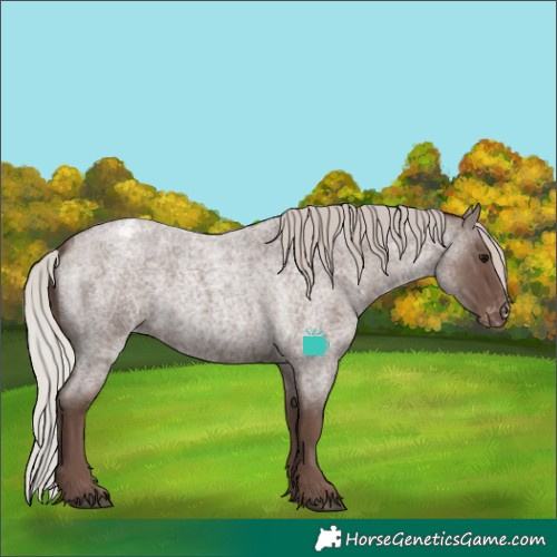 Horse Color:Silver Blue Roan Appaloosa Rabicano 
