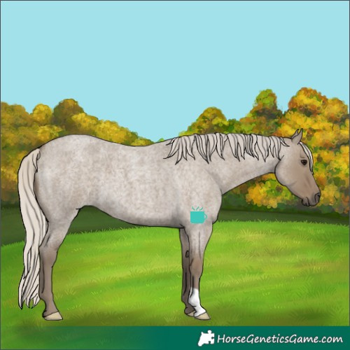 Horse Color:Silver Smoky Grullo Roan 
