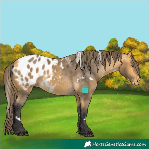 Horse Color:White Spotted Buckskin Blanket 
