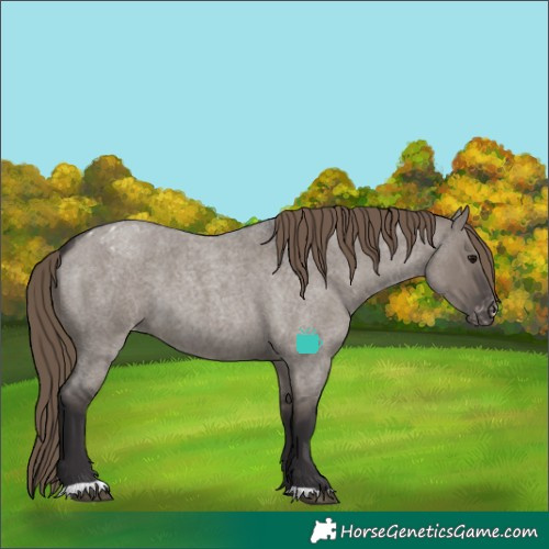 Horse Color:Smoky Grullo Roan Appaloosa 