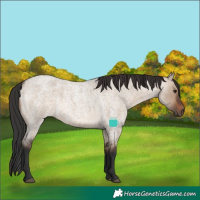 Horse Color:Brown Roan Dun