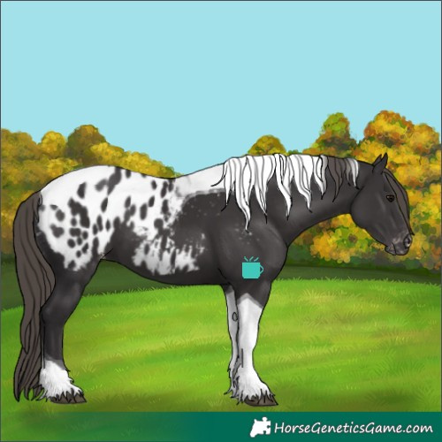 Horse Color:Smoky Black Tobiano Appaloosa 