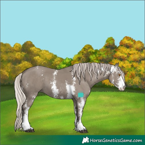 Horse Color:Silver Grullo Sabino 