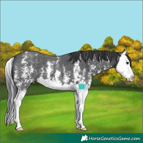 Horse Color:Black Sabino Splash