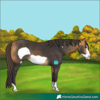 Horse Color:Buckskin Frame