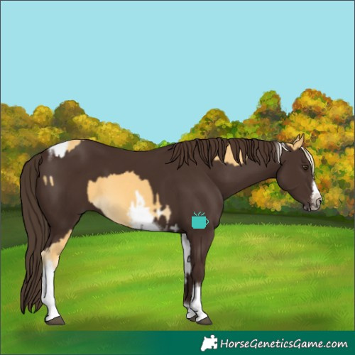 Horse Color:Palomino Tobiano Frame and Liver Chestnut Tobiano Frame