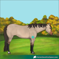 Horse Color:Bay Dun