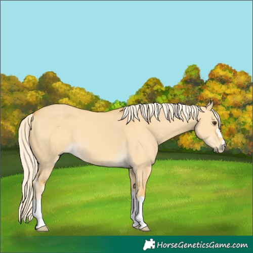 Horse Color:Palomino Dun