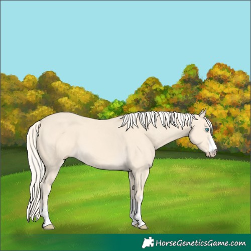 Horse Color:Cremello