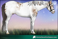 Horse Color:White Spotted Bay Dun Tobiano 