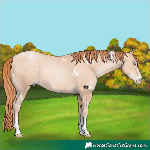 Horse Color:White Spotted Sable Champagne Pearl Sabino 